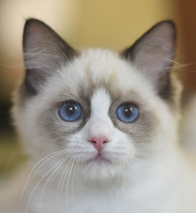 images/AvailableKittens/Steve website.jpg